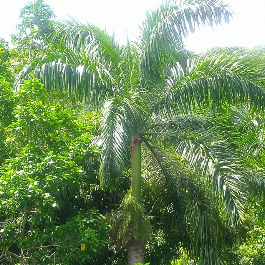 Tha Lagoon Spot Port Antonio Exterior foto